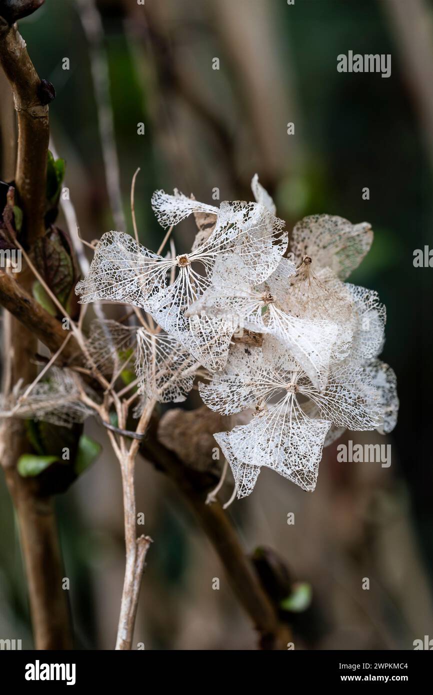 Les fleurs séchées squelettiques d'une fleur d'hortensia morte dans un jardin au Royaume-Uni. Banque D'Images