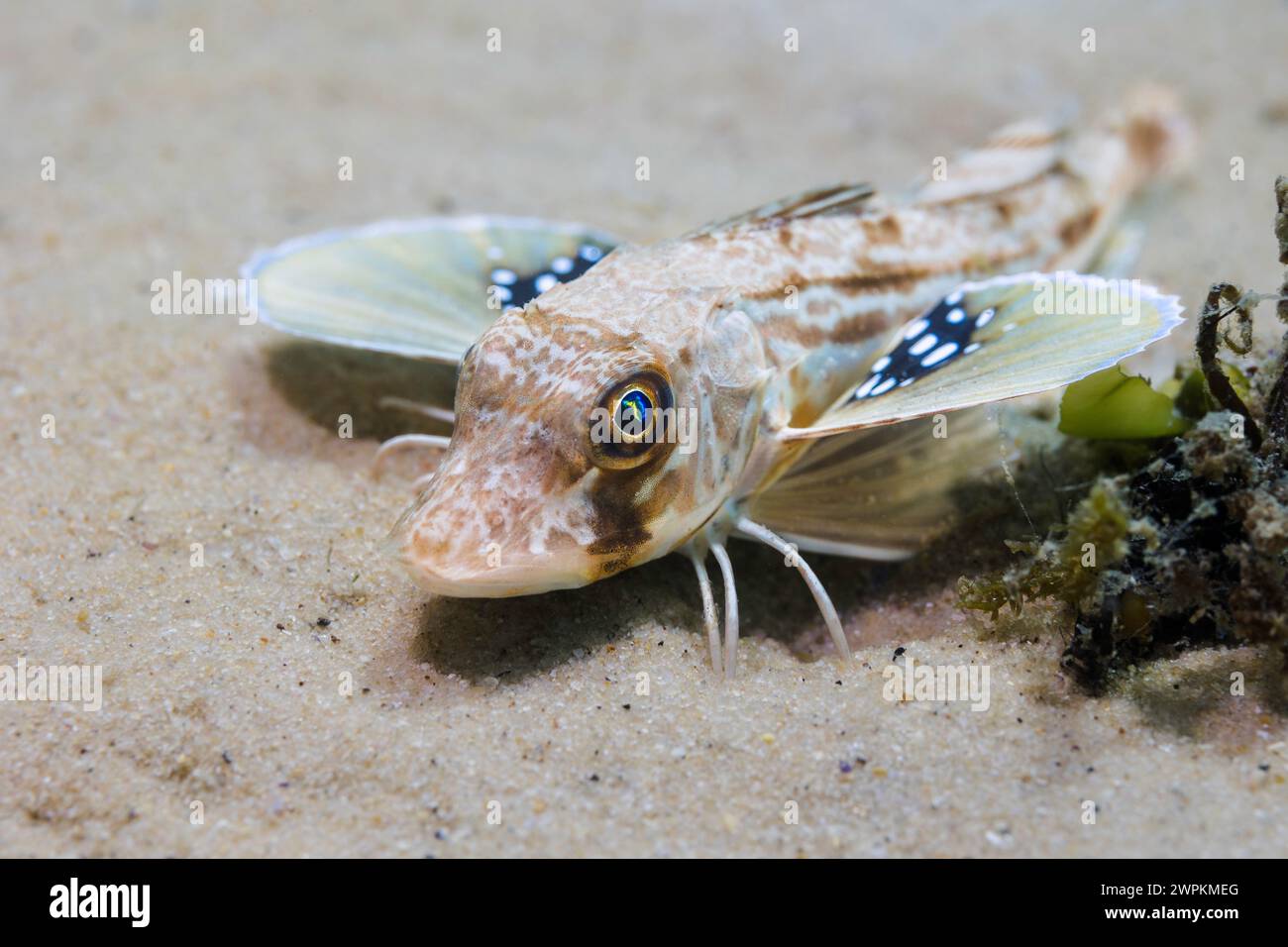 Un gurnard rouge (Chelidonichthys kumu) poisson de mer au fond de l'océan avec ses nageoires pectorales ouvertes Banque D'Images