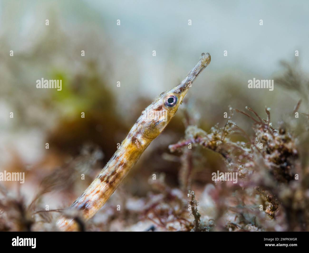 Un poisson-cornet (Syngnathus temminckii) de couleur brune sur le sable du fond de l'océan Banque D'Images