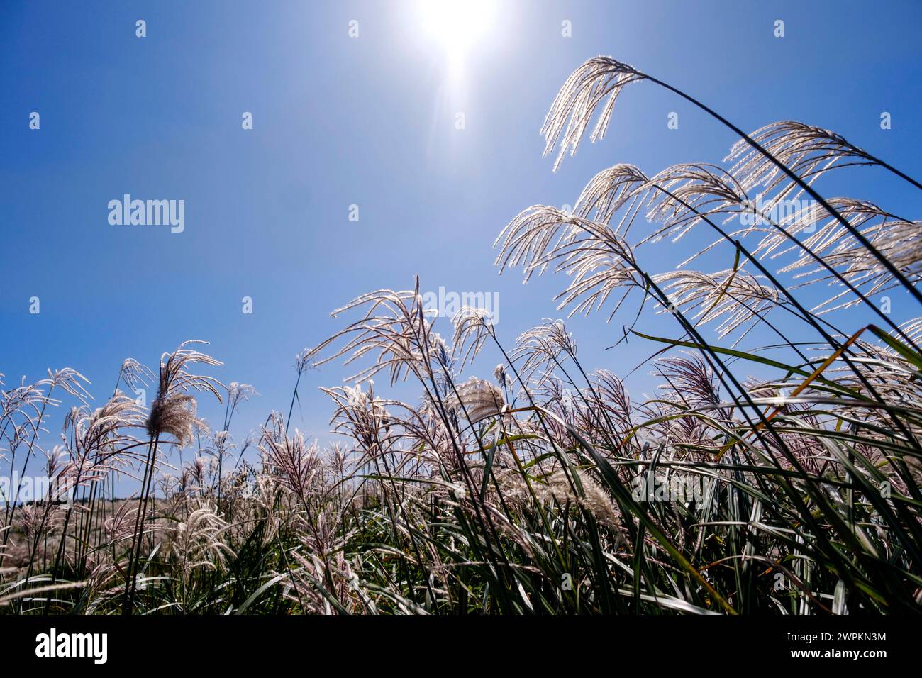 L'herbe argentée, une attraction touristique, poussant pendant l'automne sur le pic de Saebyeol Oreum, île de Jeju, Corée du Sud, Asie Copyright : LynnxGail 1111-245 Banque D'Images