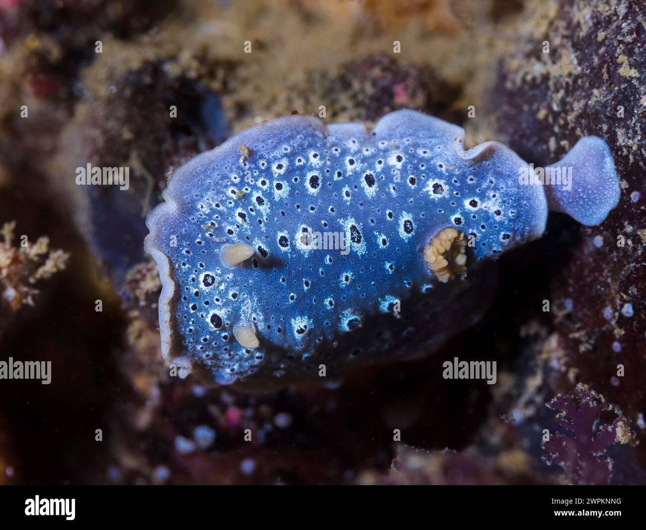 Une galaxie nudibranche (Cadlina sp-c) sur le récif près de la limace de mer Banque D'Images