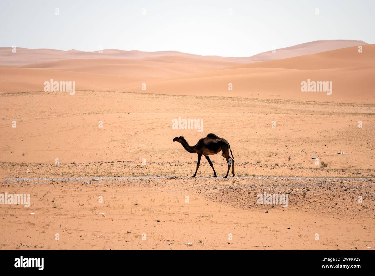 Chameau en rouge envoie de Riyad désert Arabie Saoudite Banque D'Images