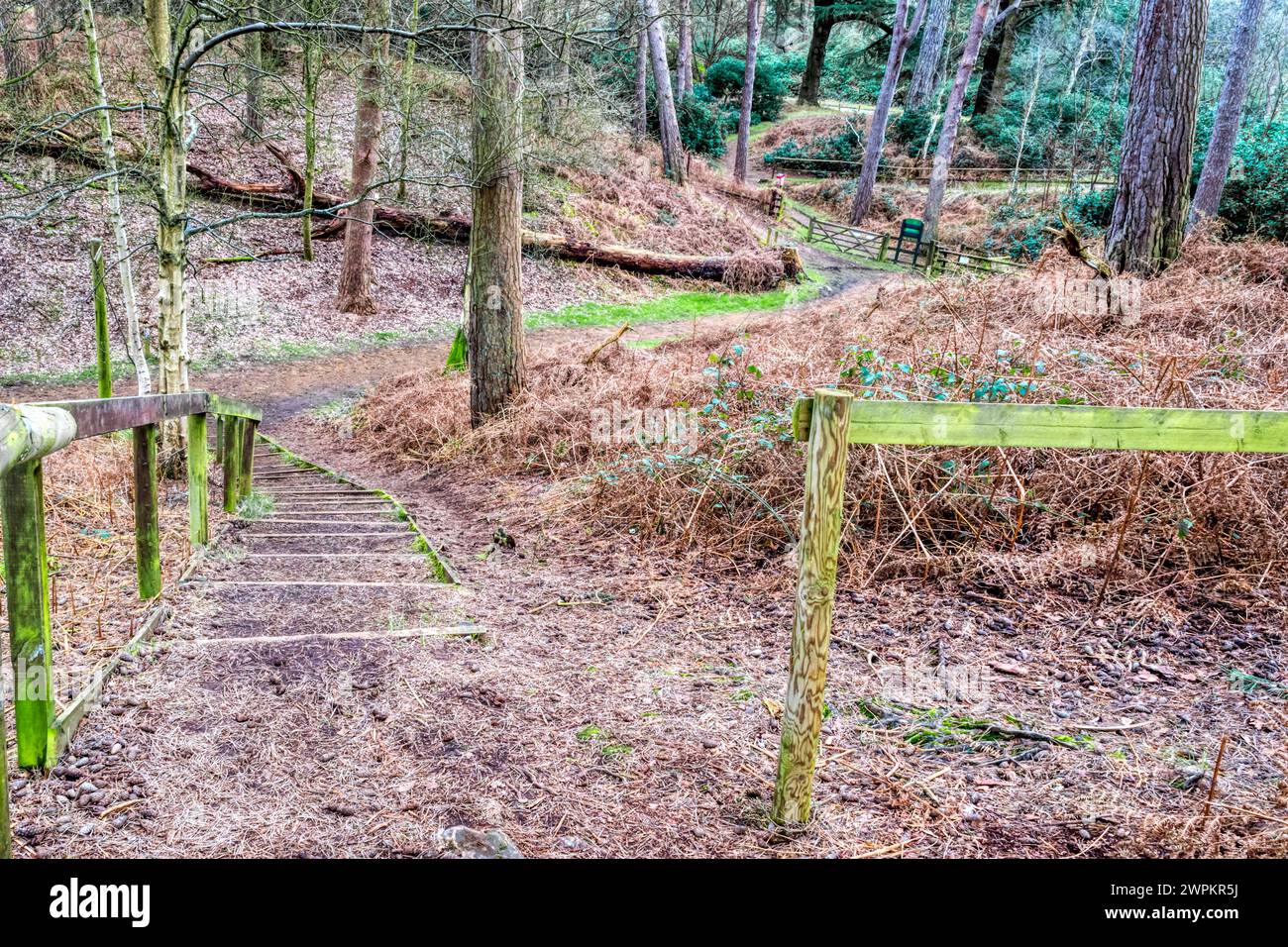 Sentiers pédestres et marches à travers la forêt de conifères et bracken au parking des ciseaux, Wolferton. Banque D'Images