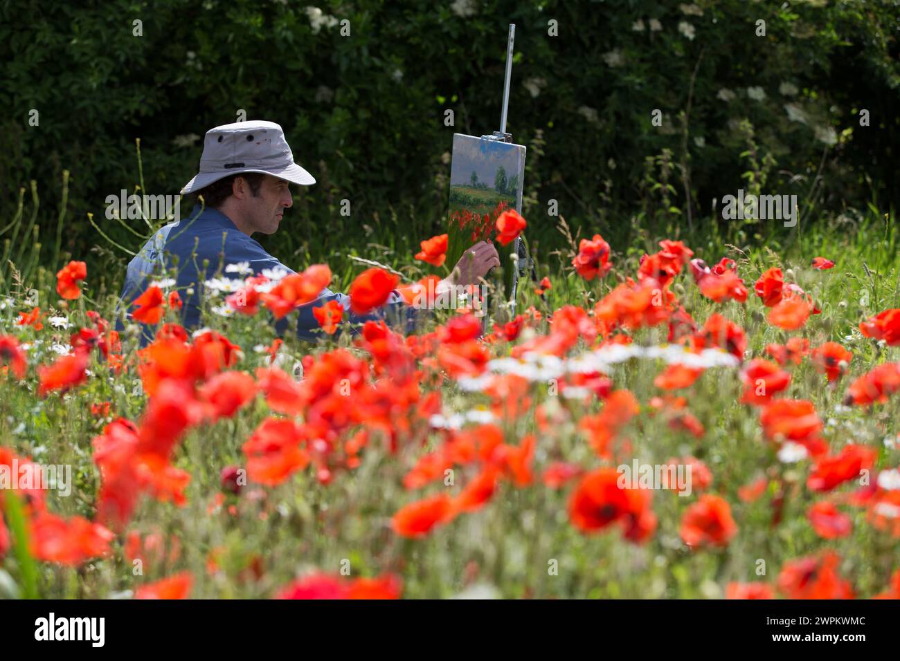 10/07/15 L'artiste Mark Preston, de Derby, peint un champ de coquelicots près de Brailsford, Derbyshire. Banque D'Images