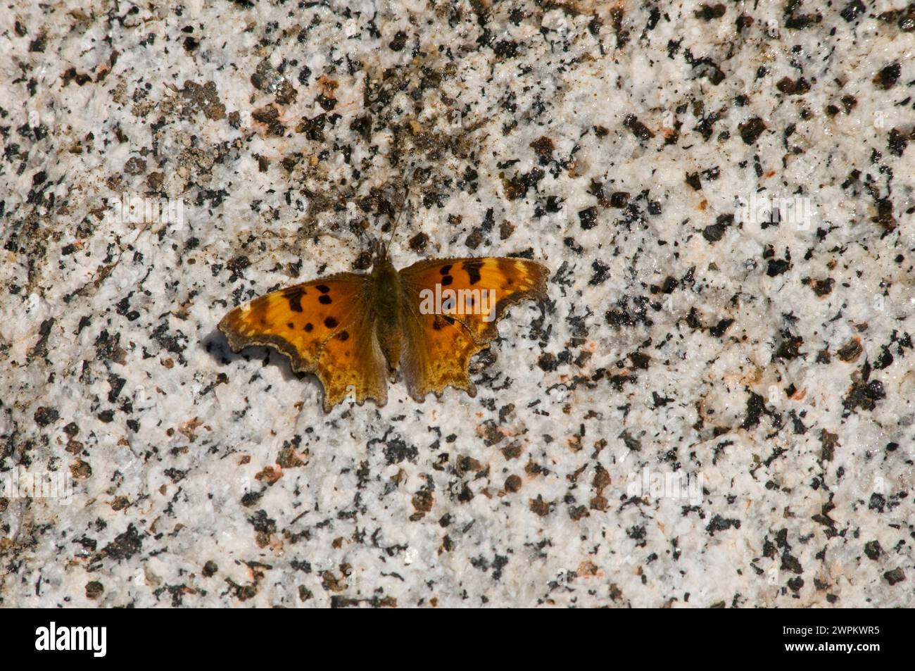 Polygonia satyrus la virgule satyre soleil sur un rocher enchantements Alpine Lakes Wilderness dans l'État de Washington USA Banque D'Images