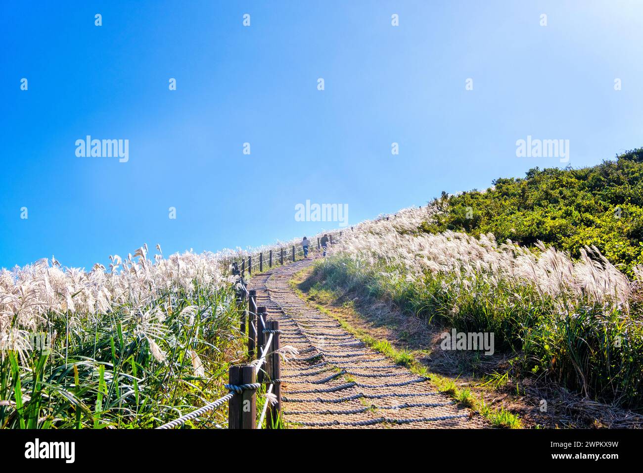 L'herbe argentée, une attraction touristique, poussant pendant l'automne sur le pic Saebyeol Oreum, île de Jeju, Corée du Sud, Asie Banque D'Images