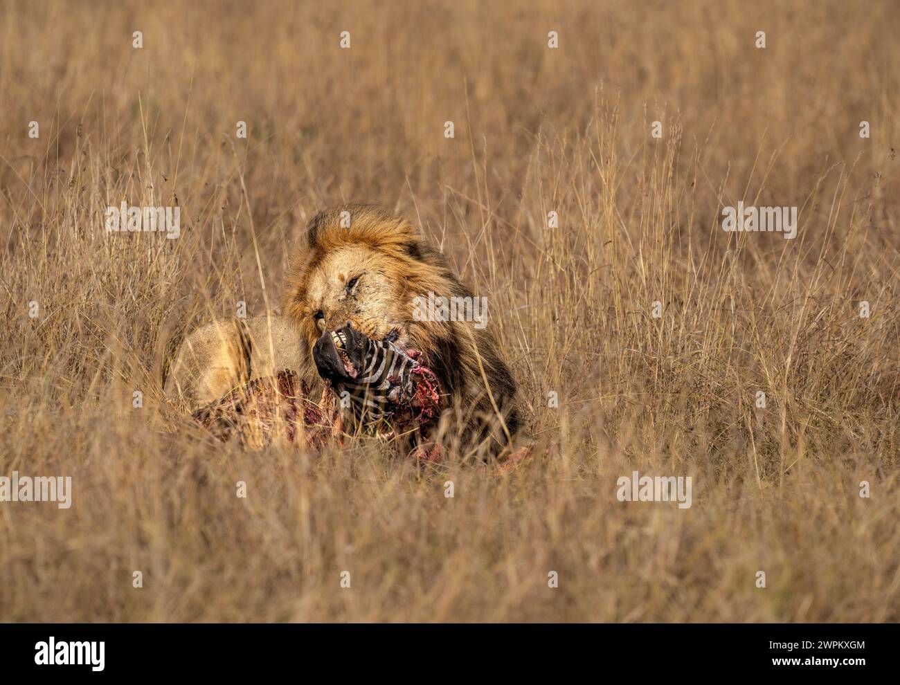 Mâle adulte Lion Panthera leo consommant une tête de zèbre dans le Maasai Mara, Kenya, Afrique de l'est, Afrique Copyright : SpencerxClark 1320-263 Banque D'Images