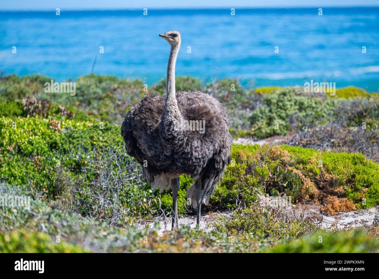 Autruche dans la réserve naturelle du Cap de bonne espérance, Cape Town, Cape Peninsula, Afrique du Sud, Afrique Banque D'Images