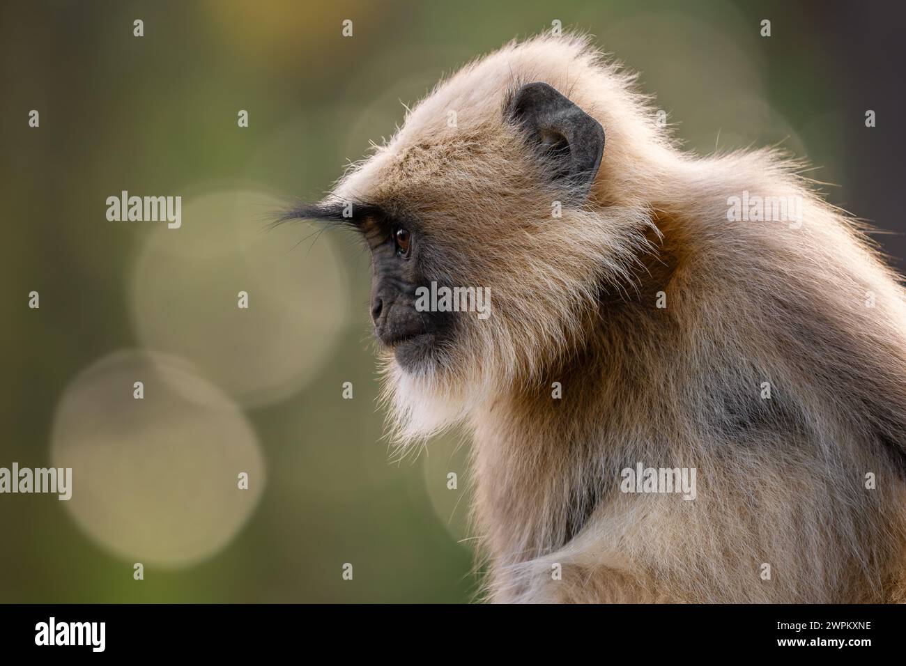 Langur à pieds noirs - Semnopithecus hypoleucos, beau primate populaire des forêts et des bois d'Asie du Sud, réserve de tigres de Nagarahole, Inde. Banque D'Images