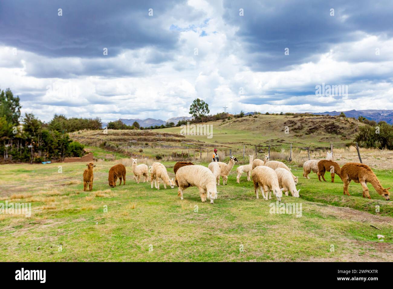 Lamas, Cusco, Pérou, Amérique du Sud Banque D'Images