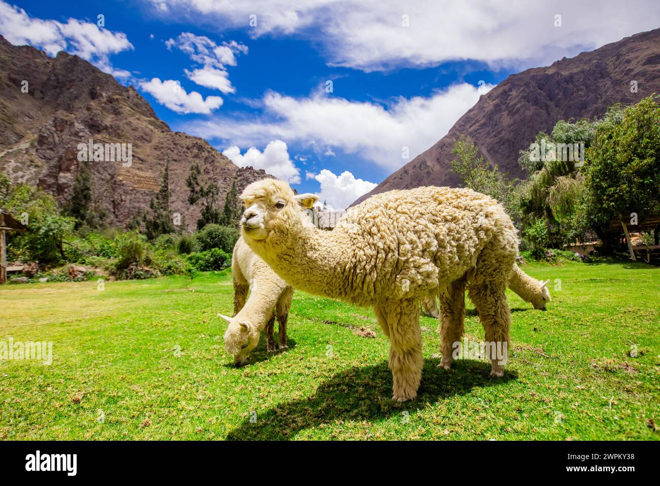 Alpaga à Ollantaytambo, Pérou, Amérique du Sud Banque D'Images