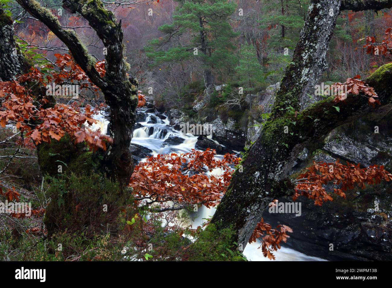 Rogie Falls, Ross-Shire, Highlands, Écosse, Royaume-Uni, Europe Banque D'Images