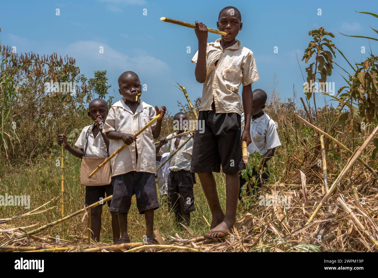 Jeunes écoliers mangeant de la canne à sucre sur le chemin du retour de l'école, Masindi, Ouganda, Afrique de l'est, Afrique Banque D'Images