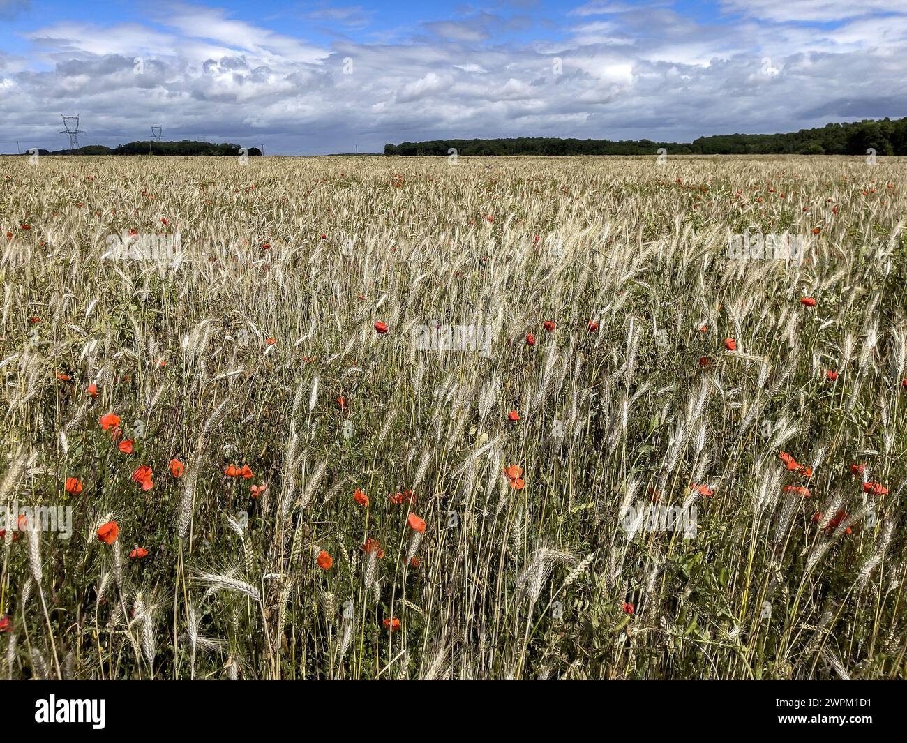 Champ de blé avec des pavots dans l'Eure, Normandie, France, Europe Banque D'Images