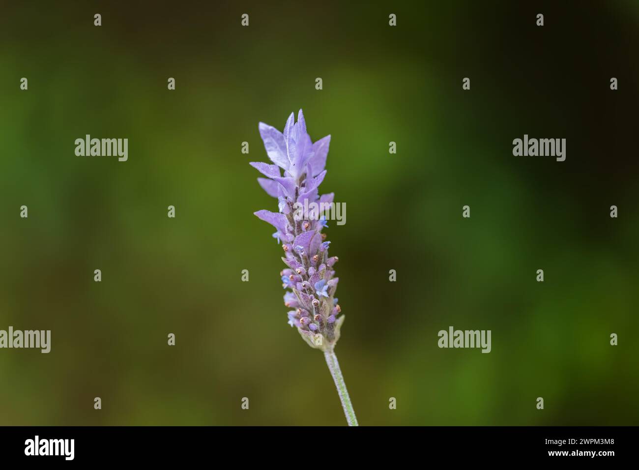 Une mise au point sélective d'une fleur de lavande violette en fleurs Banque D'Images