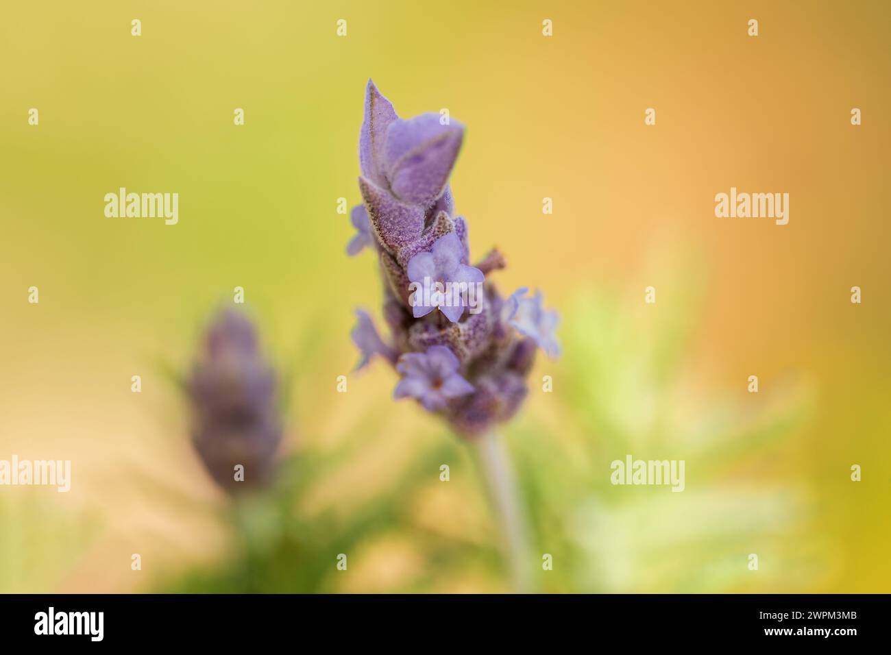 Une mise au point sélective d'une fleur de lavande violette en fleurs Banque D'Images