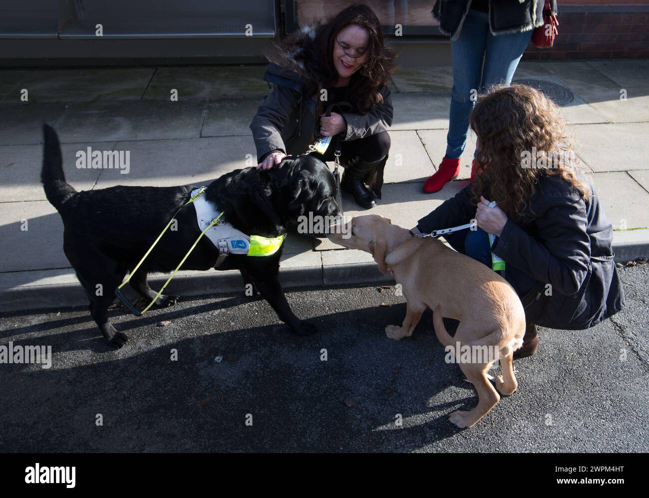 10/11/15 ***PHOTO GRATUITE POUR USAGE ÉDITORIAL*** ITV ce matin, le chien guide chiot, trèfle, explore le décor et rencontre certains acteurs de Coronation St. Banque D'Images