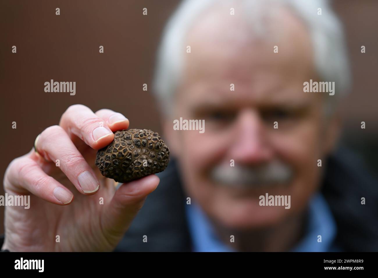 Personne âgée tenant une truffe noire. Banque D'Images