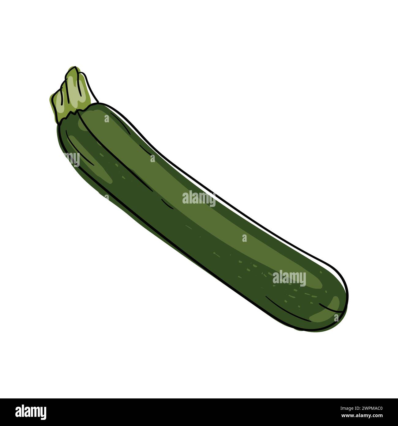 Courgettes. Ingrédient de cuisson. Illustration vectorielle dessinée à la main brillante isolée sur fond blanc. Illustration de Vecteur