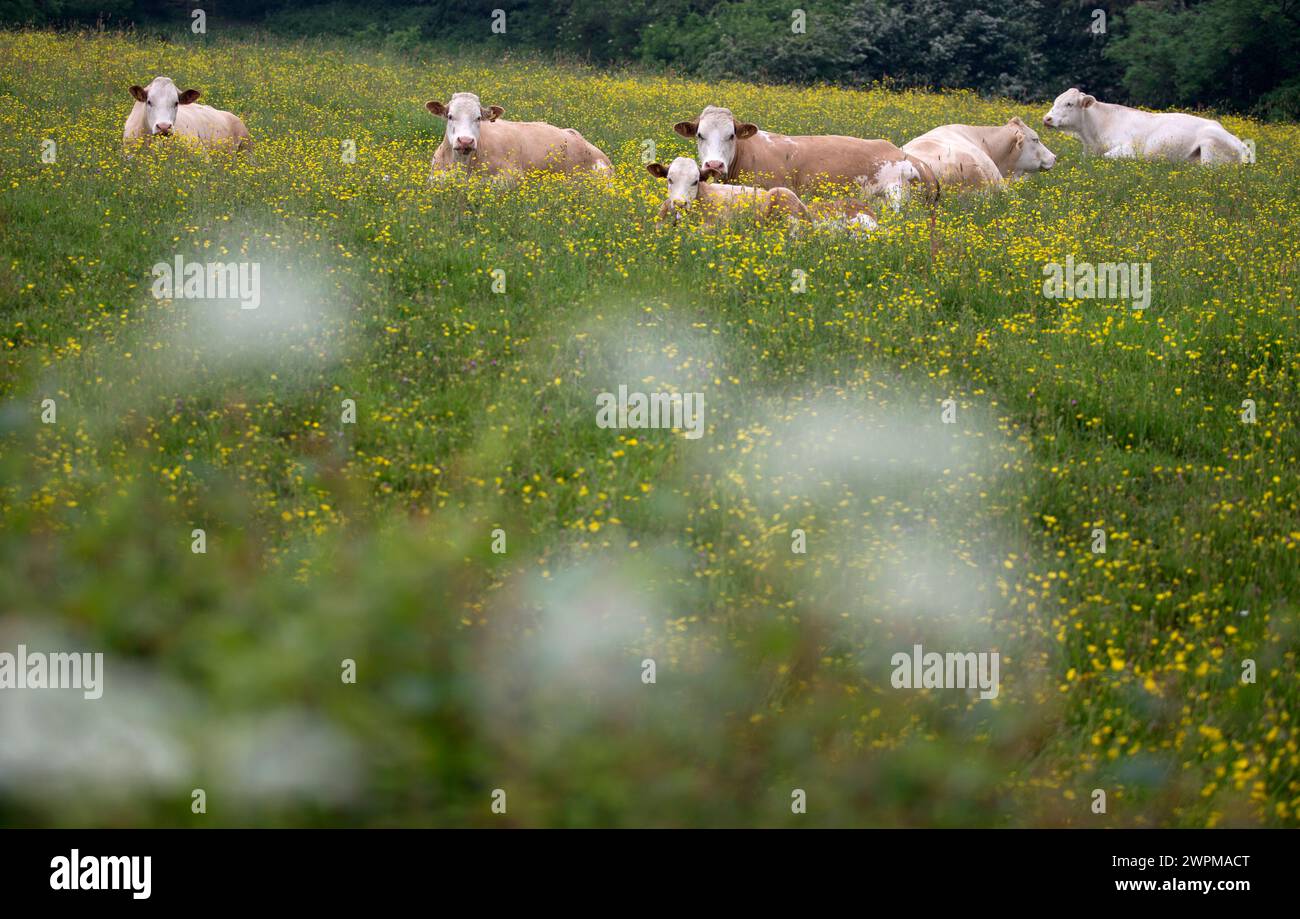 10/06/16 Un troupeau de vaches "prédit" la pluie alors qu'ils se couchent dans un champ de Buttercup près de Hulland Ward avant la pluie prévue dans le Derbyshire. Tous droits Rese Banque D'Images