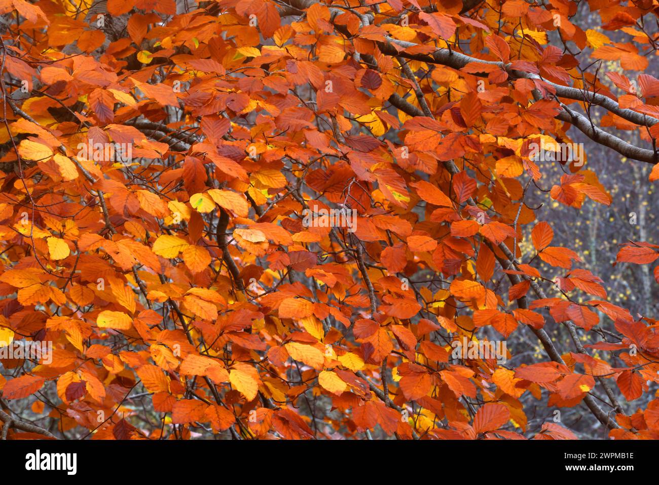Bois en automne près de Rogie Falls, Ross-Shire, Highlands, Écosse, Royaume-Uni, Europe Copyright : GeraintxTellem 1365-320 Banque D'Images