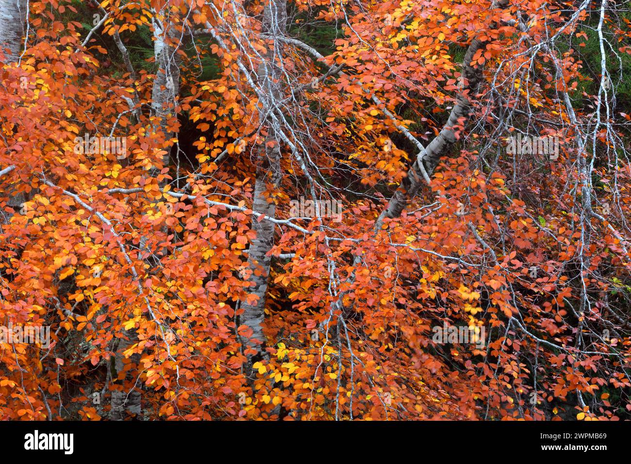 Bois en automne près de Rogie Falls, Ross-Shire, Highlands, Écosse, Royaume-Uni, Europe Copyright : GeraintxTellem 1365-327 Banque D'Images