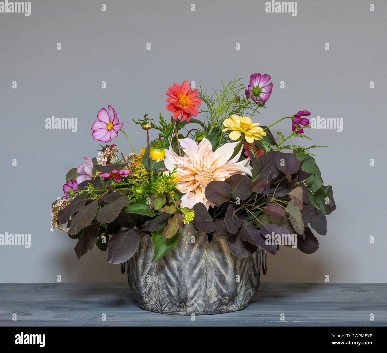 Fleurs de dahlias et de Cosmos disposées dans une jardinière de chou galvanisé avec feuillage de jardin fourré Banque D'Images