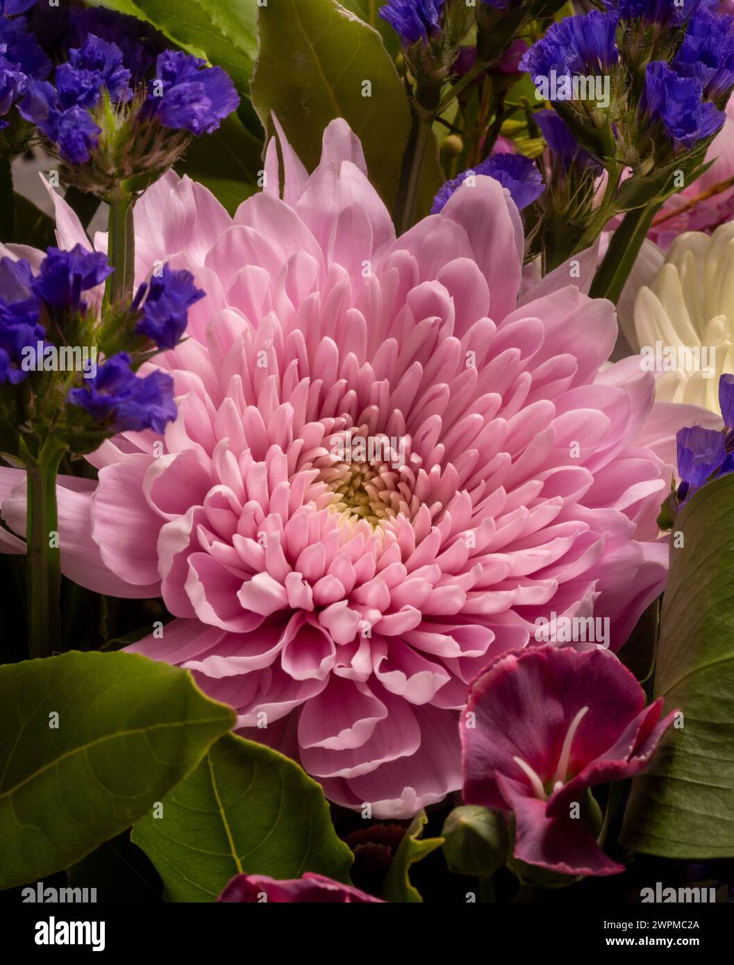 Gros plan d'une fleur de chrysanthème rose dans un bouquet. Banque D'Images
