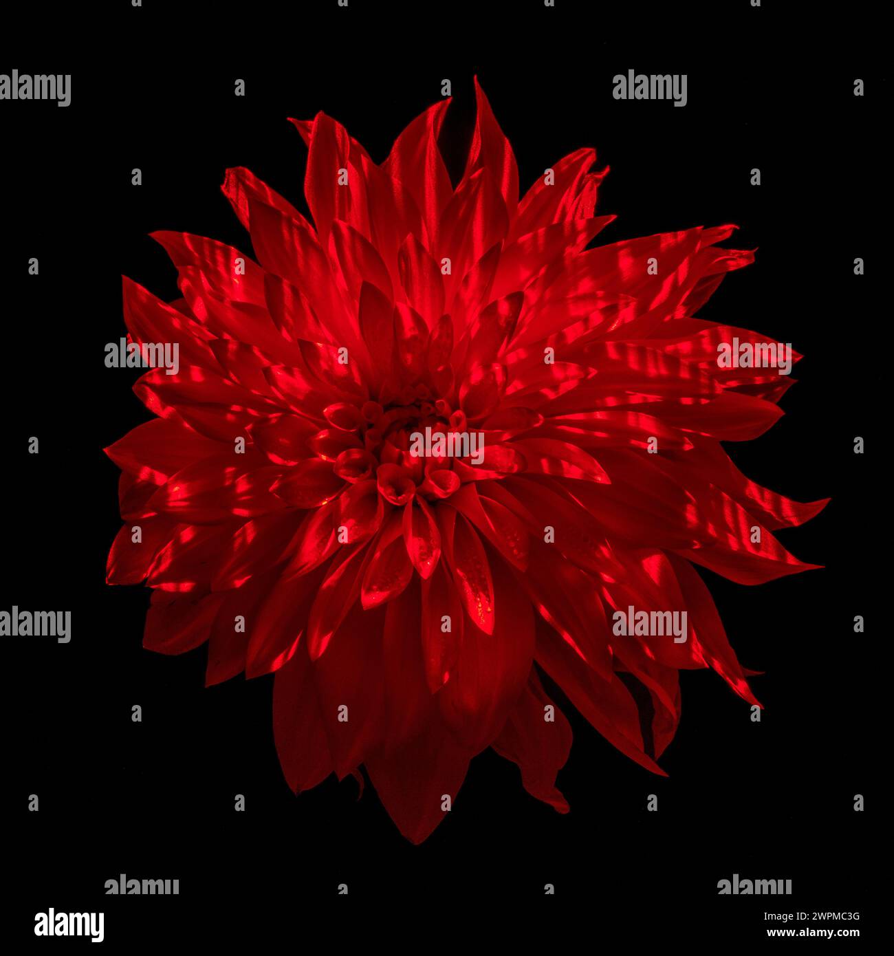 Photo studio d'une fleur de dahlia éclairée avec une lumière rouge sur un fond noir. Banque D'Images