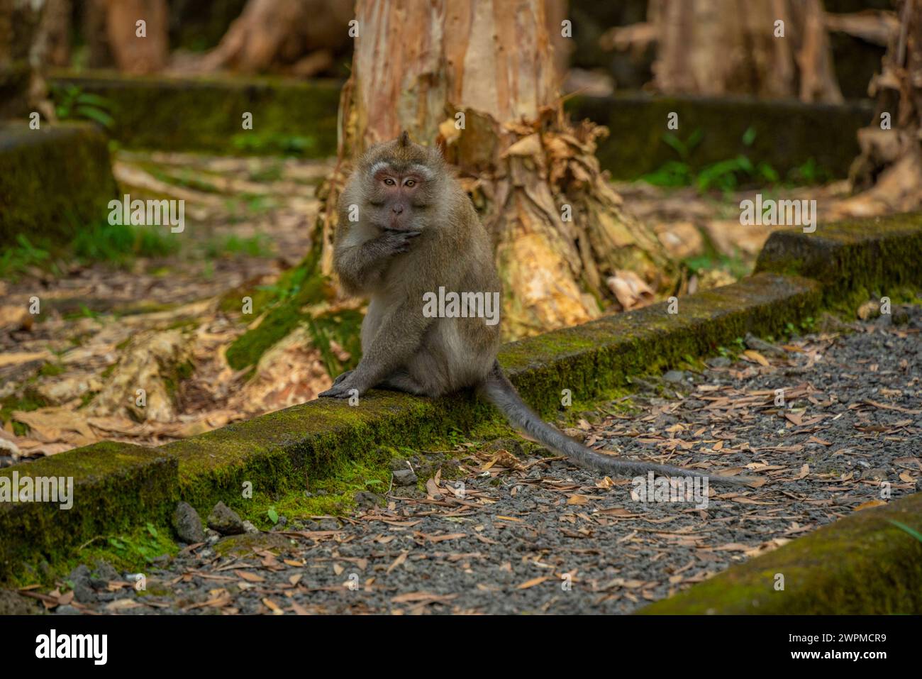 Vue de l'île Maurice Cynomolgus Monkey Crab-mangeur macaque, Savanne District, île Maurice, Océan Indien, Afrique Copyright : FrankxFell 844-32314 Banque D'Images