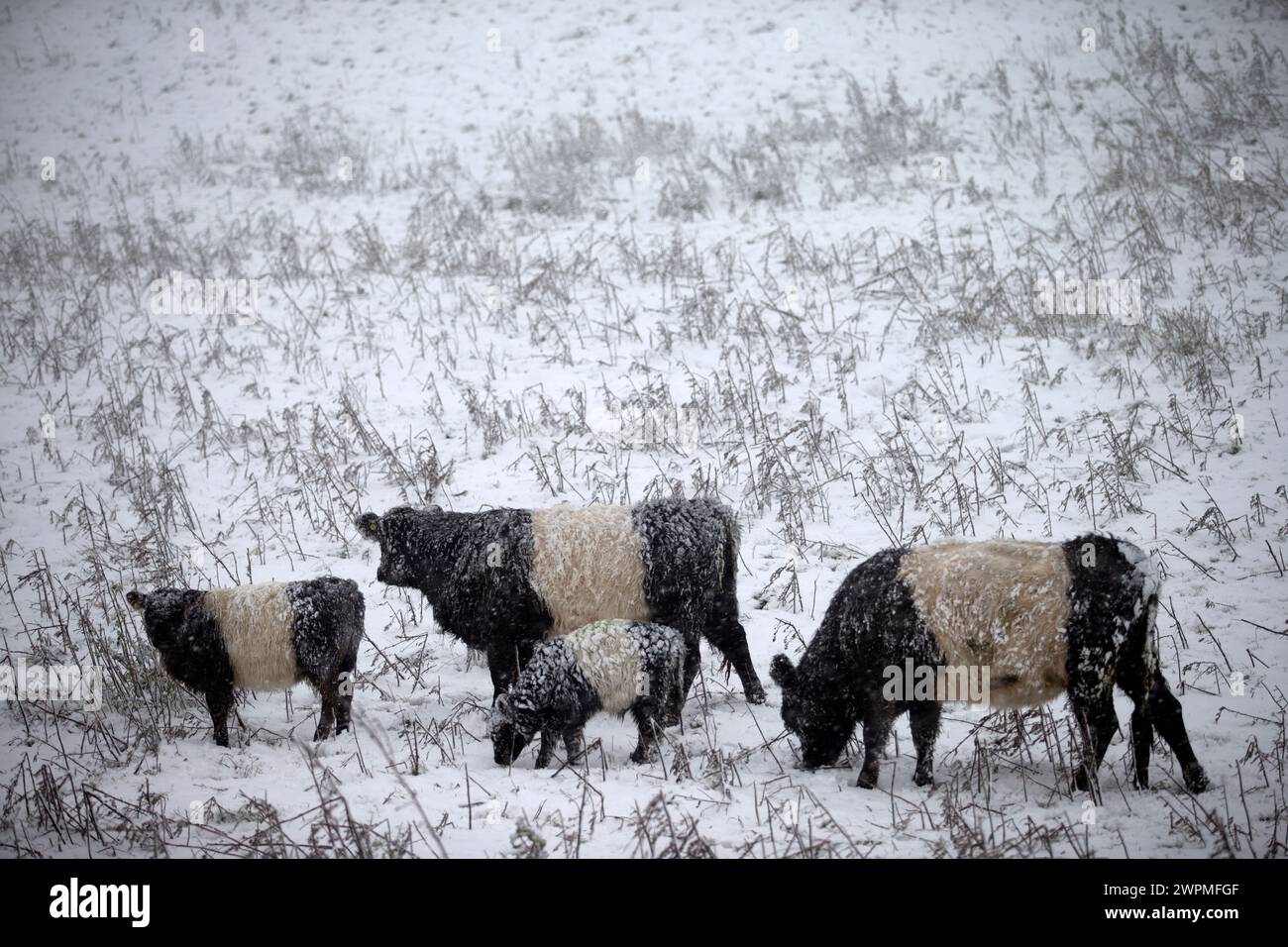 18/11/16 les bovins Belted Galloway bravent les conditions de gel. De fortes chutes de neige transforment le Peak District près de Castleton en un pays des merveilles hivernales. Tous R Banque D'Images