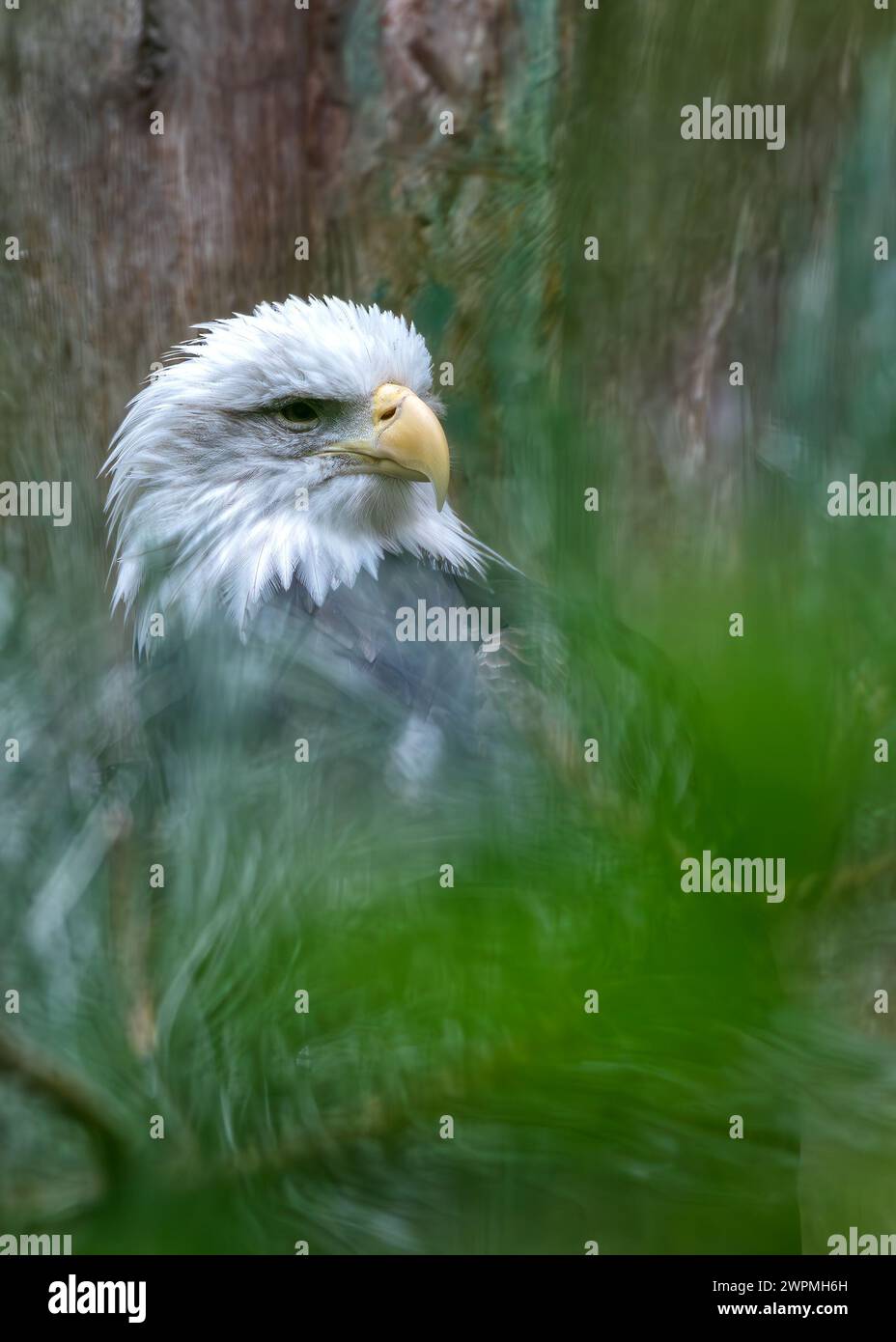 L’aigle à tête blanche d’Amérique (Haliaeetus leucocephalus) s’élève au-dessus des paysages nord-américains, sa présence majestueuse symbolisant la liberté et la force. Banque D'Images