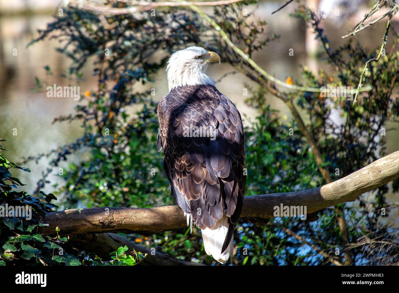 L’aigle à tête blanche d’Amérique (Haliaeetus leucocephalus) s’élève au-dessus des paysages nord-américains, sa présence majestueuse symbolisant la liberté et la force. Banque D'Images