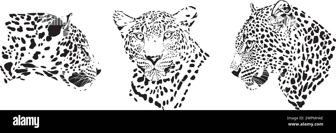 Têtes de léopard, lat. Panthera pardus Illustration de Vecteur
