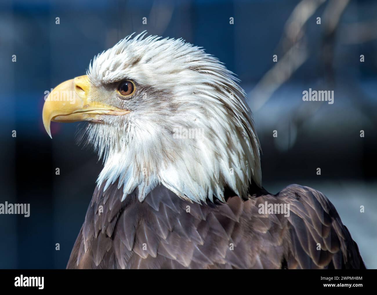 L’aigle à tête blanche d’Amérique (Haliaeetus leucocephalus) s’élève au-dessus des paysages nord-américains, sa présence majestueuse symbolisant la liberté et la force. Banque D'Images