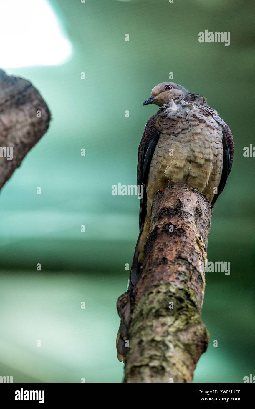 Barred Cuckoo-Dove (Macropygia unchall) parcourt les forêts denses de l'Asie du Sud-est, ses appels obsédants résonnant à travers la jungle. Banque D'Images