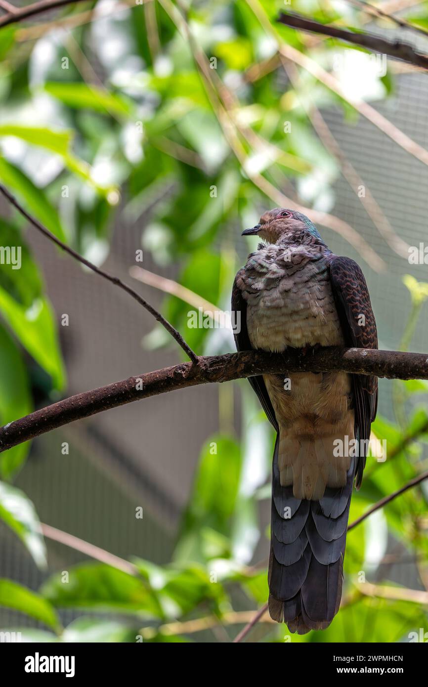 Barred Cuckoo-Dove (Macropygia unchall) parcourt les forêts denses de l'Asie du Sud-est, ses appels obsédants résonnant à travers la jungle. Banque D'Images