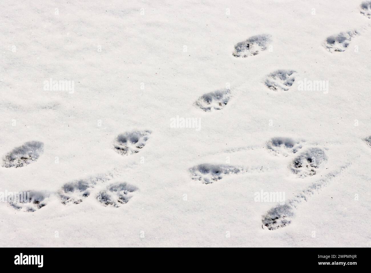 Empreintes de renard roux dans la neige, Suisse Banque D'Images