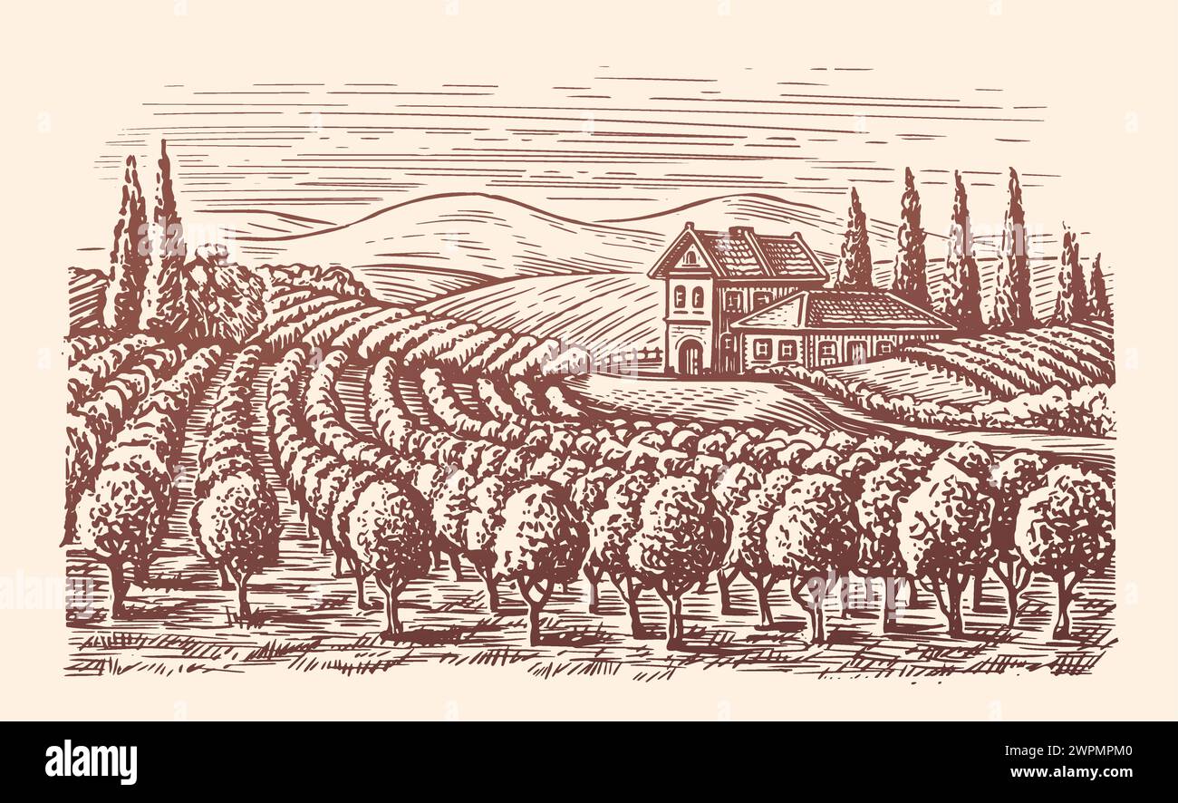 Paysage viticole. Cave, croquis de viticulture. Illustration vectorielle vintage dessinée à la main Illustration de Vecteur