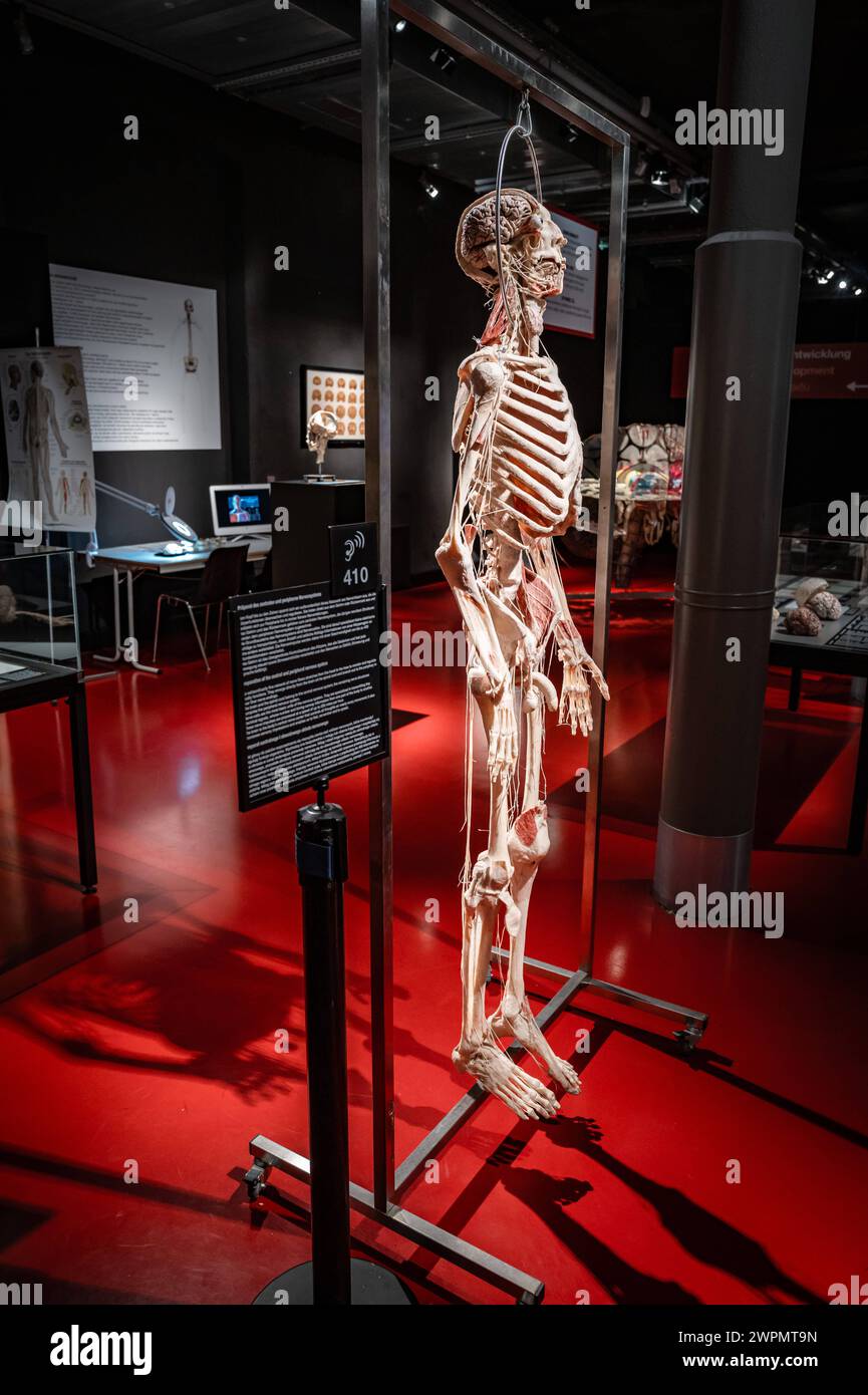 Guben im Bundesland Brandenburg Das Plastinarium von Gunther von Hagens, Gubener Plastinate *Fotos nur redaktionelle Nutzung, keine werbliche Nutzung* - 08.03.2024 Brandenburg *** Guben dans l'État fédéral de Brandebourg Plastinarium de Gunther von Hagens, Guben Plastinate photos pour usage éditorial, sans usage publicitaire 08 03 2024 Brandenburg Banque D'Images