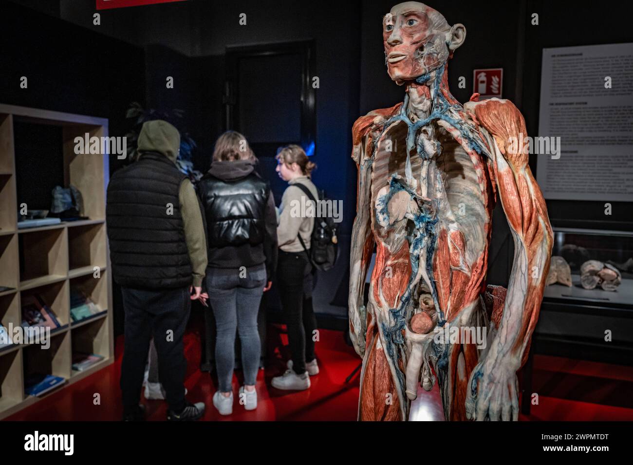 Guben im Bundesland Brandenburg Das Plastinarium von Gunther von Hagens, Gubener Plastinate *Fotos nur redaktionelle Nutzung, keine werbliche Nutzung* - 08.03.2024 Brandenburg *** Guben dans l'État fédéral de Brandebourg Plastinarium de Gunther von Hagens, Guben Plastinate photos pour usage éditorial, sans usage publicitaire 08 03 2024 Brandenburg Banque D'Images