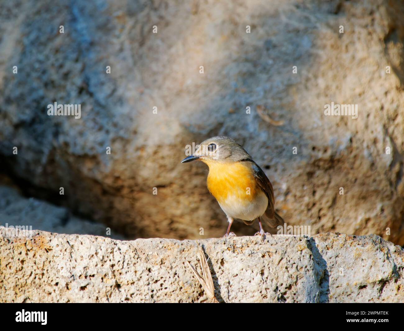 Indo Chinese Blue Flycatcher femelle Cyornis sumatrensis Cat Tien National Park, Vietnam BI039692 Banque D'Images