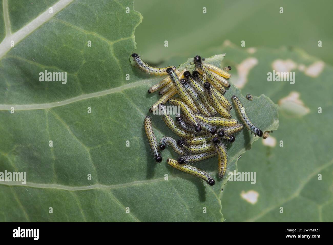 Großer Kohlweißling, Raupe, Raupen, Junge Raupenstadien fressen an Kohl, Ansammlung, Raupenansammlung, Kohlweißling, Kohl-Weißling, Pieris brassicae, Banque D'Images
