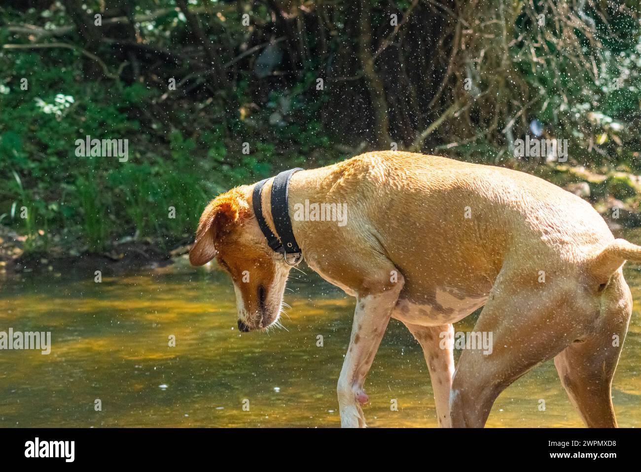Chien joyeux et ludique secoue l'eau de lui-même Banque D'Images