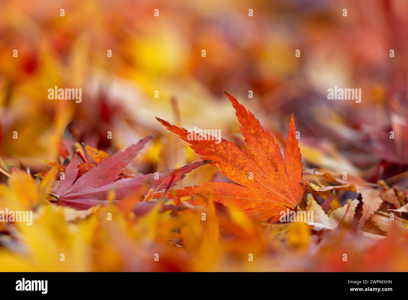 Impressionen aus Leipzig buntes Laubblatt im Herbst Banque D'Images