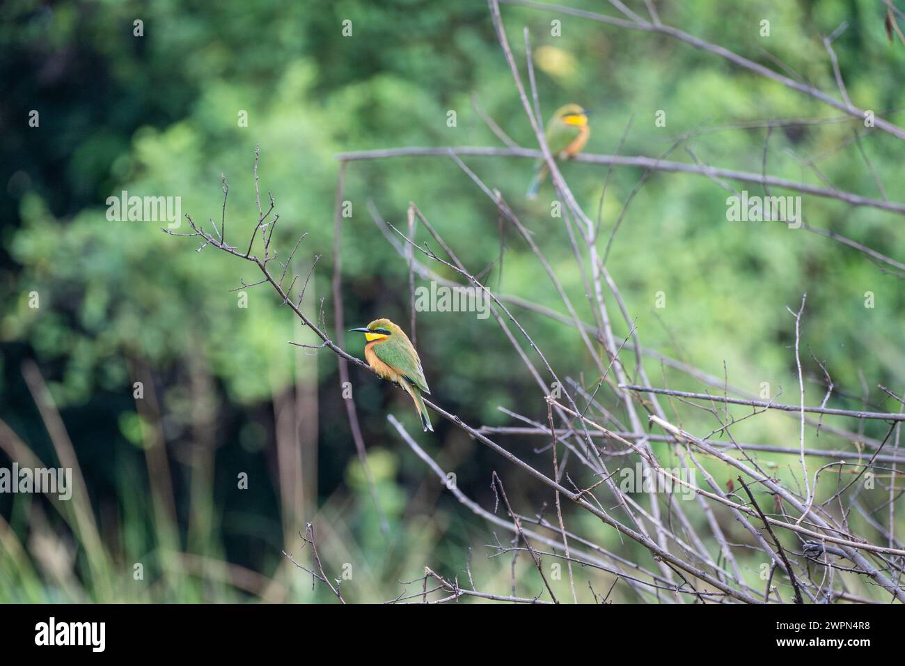 Petits oiseaux mangeurs d'abeilles perchés dans un arbre dans le parc Queen Elizabeth, Ouganda Banque D'Images