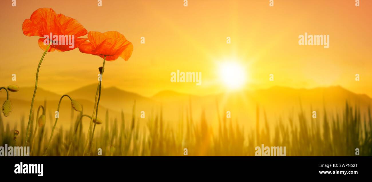 Coquelicots au coucher du soleil contre l'horizon Banque D'Images