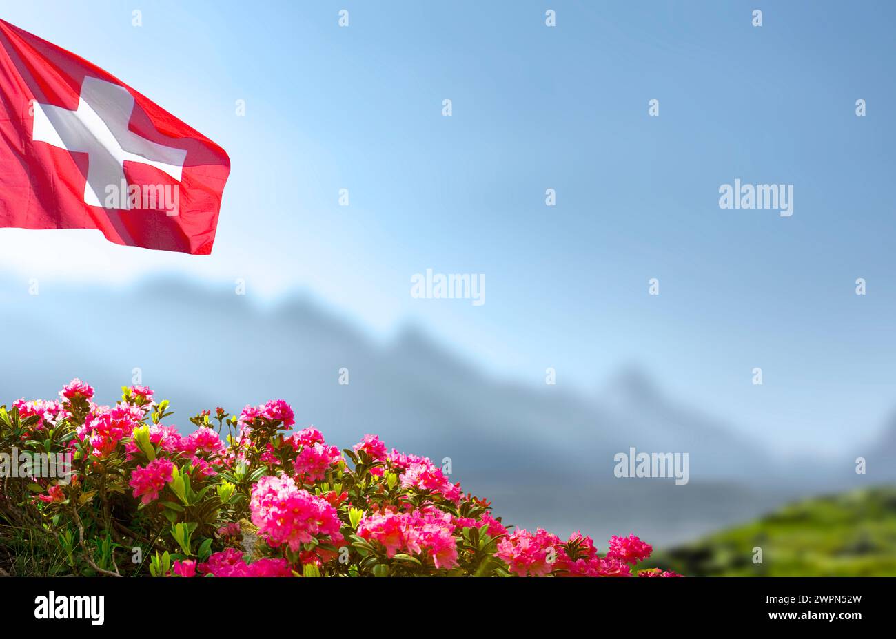Drapeau suisse avec des roses alpines et des montagnes Banque D'Images