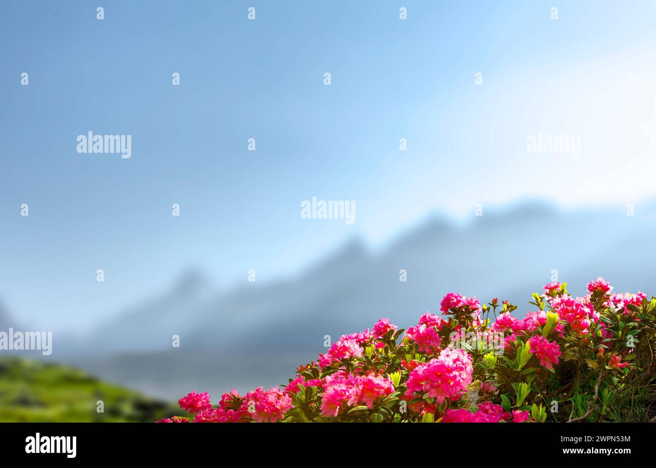 Roses alpines avec des montagnes en arrière-plan Banque D'Images