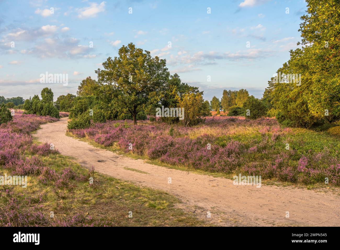 Allemagne, basse-Saxe, Heidekreis, Lüneburg Heath dans la soirée Banque D'Images